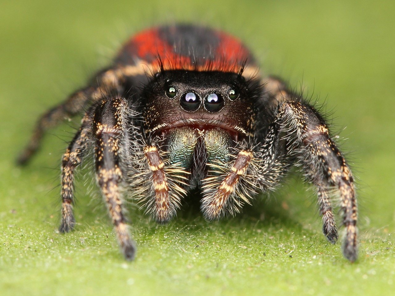 jumping spider spider hairy free photo