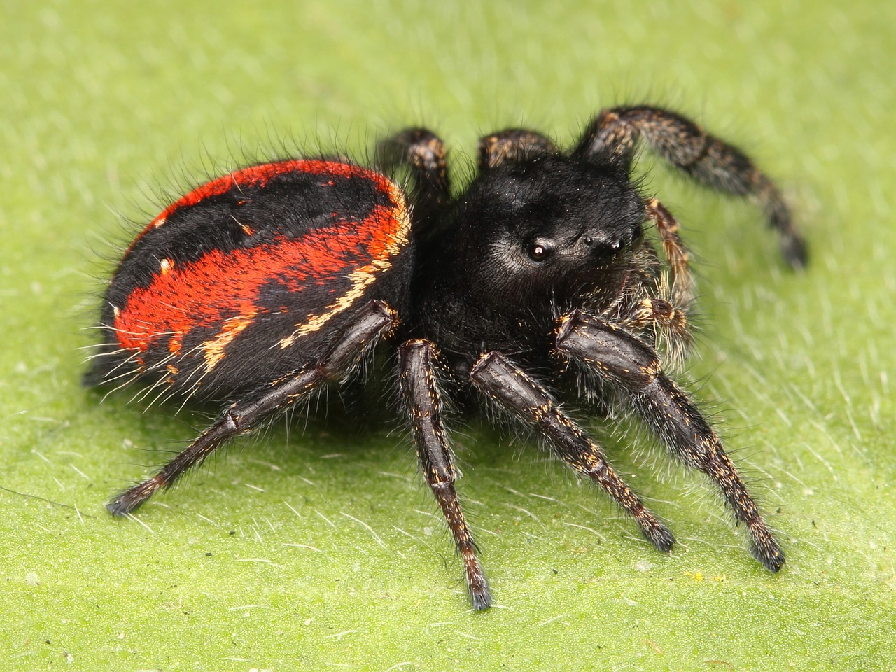 jumping spider spider female free photo