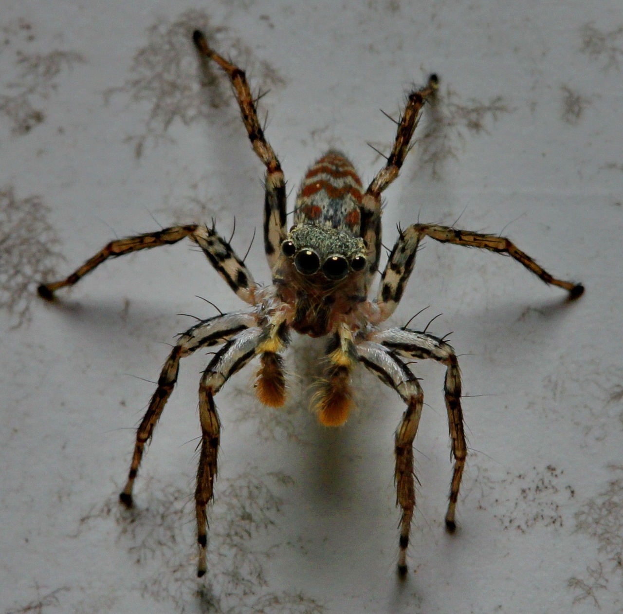 jumping spider eyes arachnid free photo