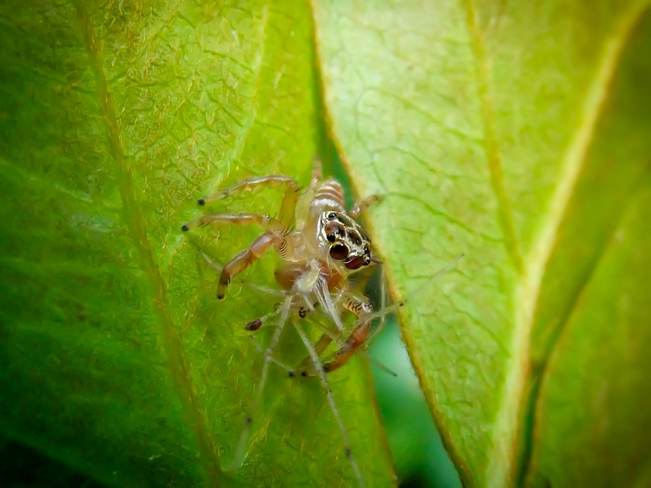 jumping spider salticidae harmless free photo