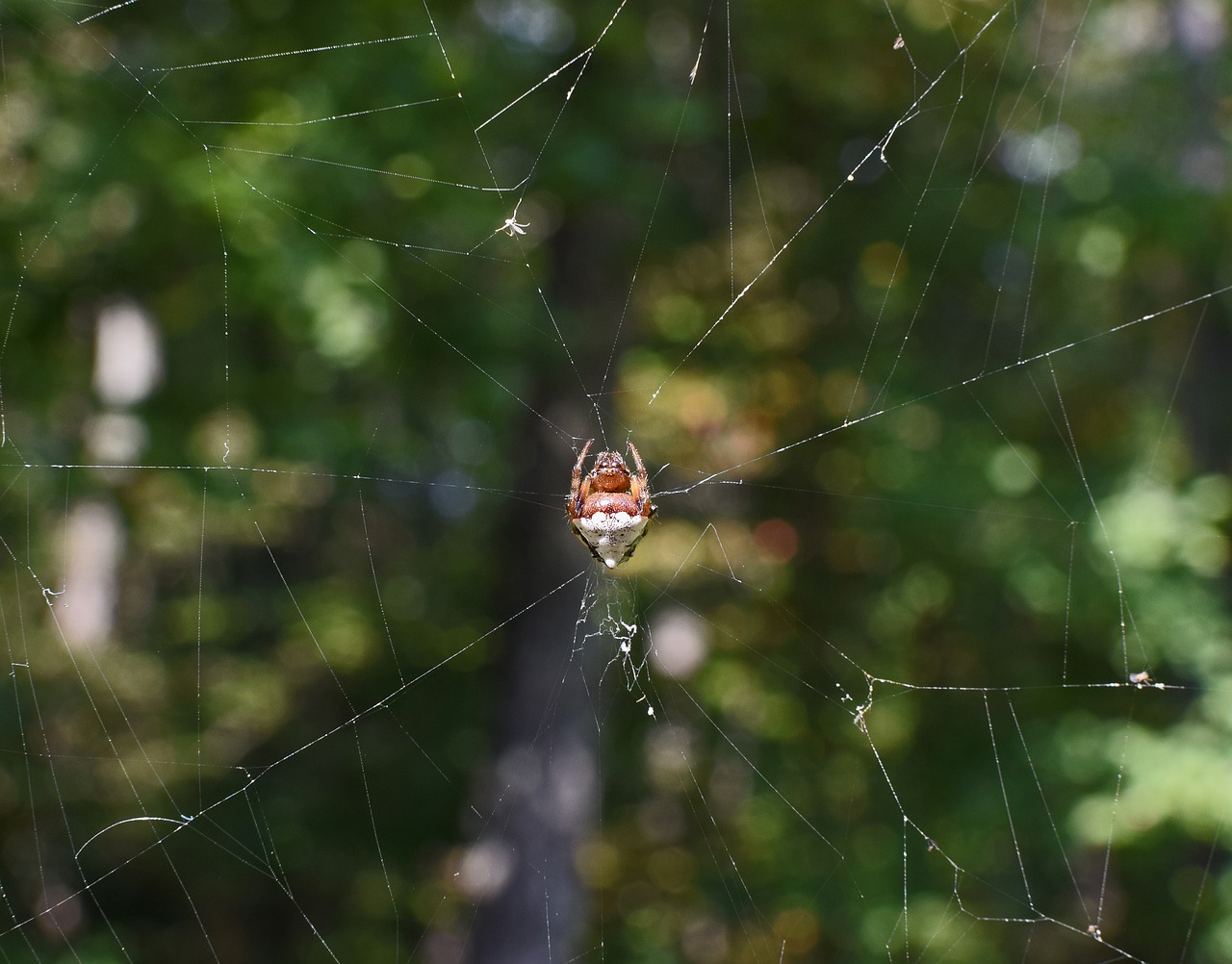 jumping spider in web abdomen spider free photo