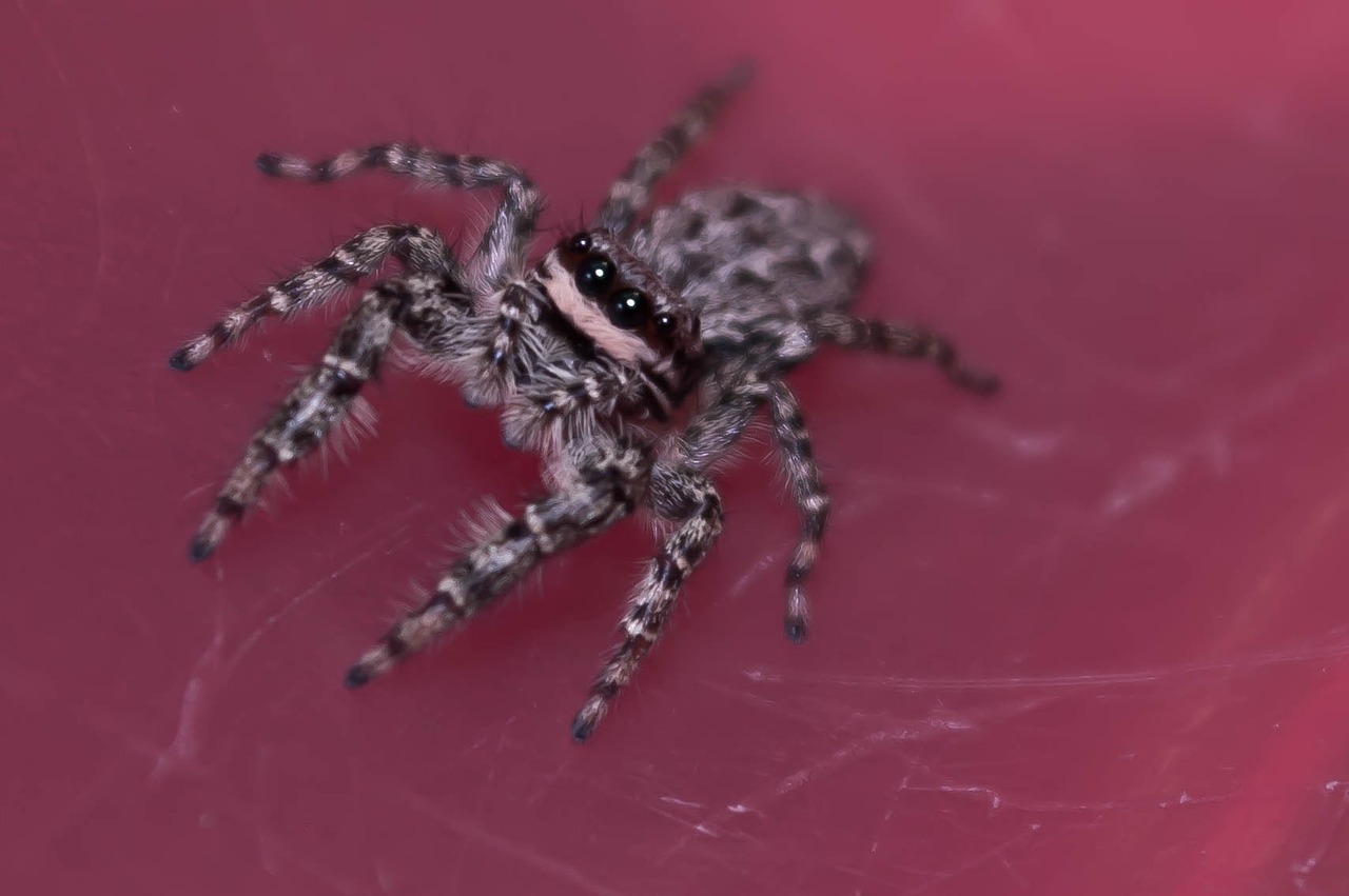 jumping spiders insect macro free photo