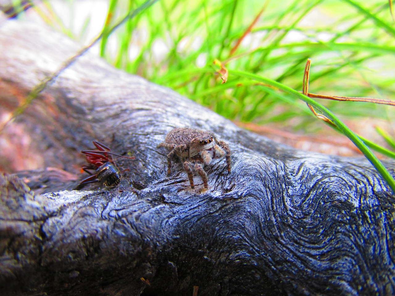 jumping spiders ant nature free photo