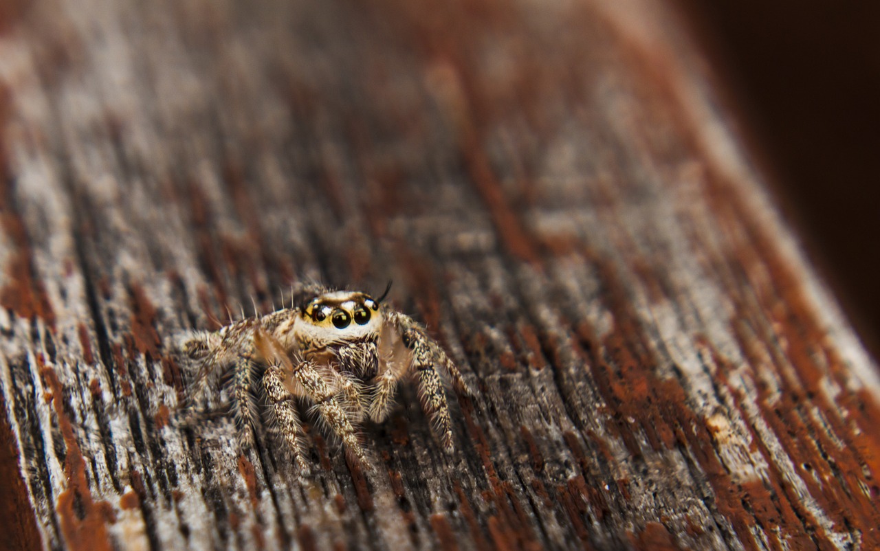 jumpingspider spider arachnid free photo