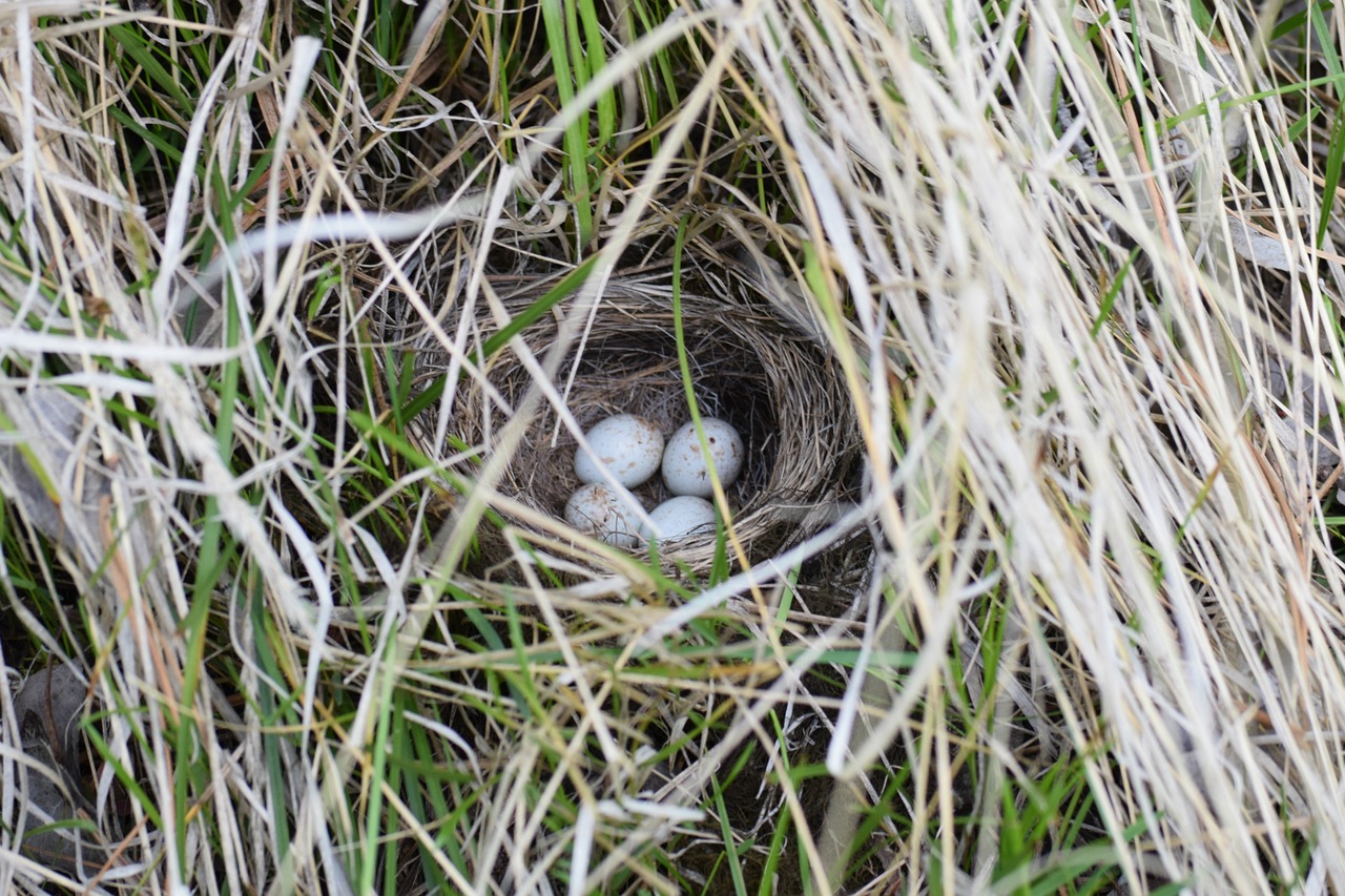 junco  nest  eggs free photo