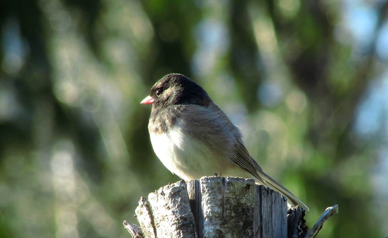 junco  bird  nature free photo