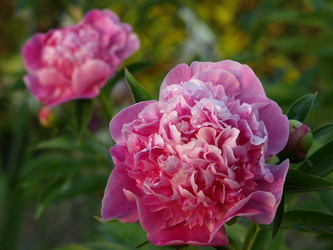 june summer peony free photo