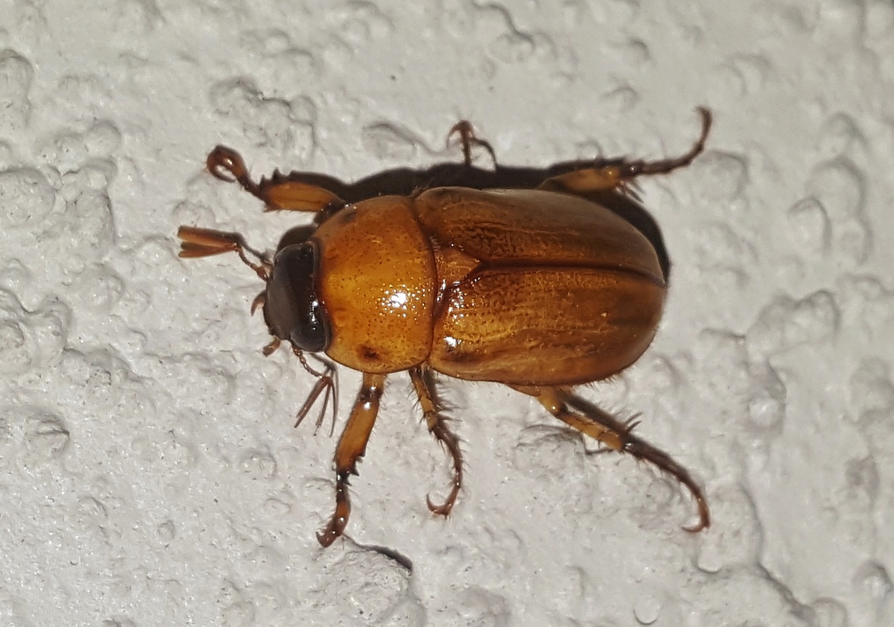 june bug beetle insect free photo
