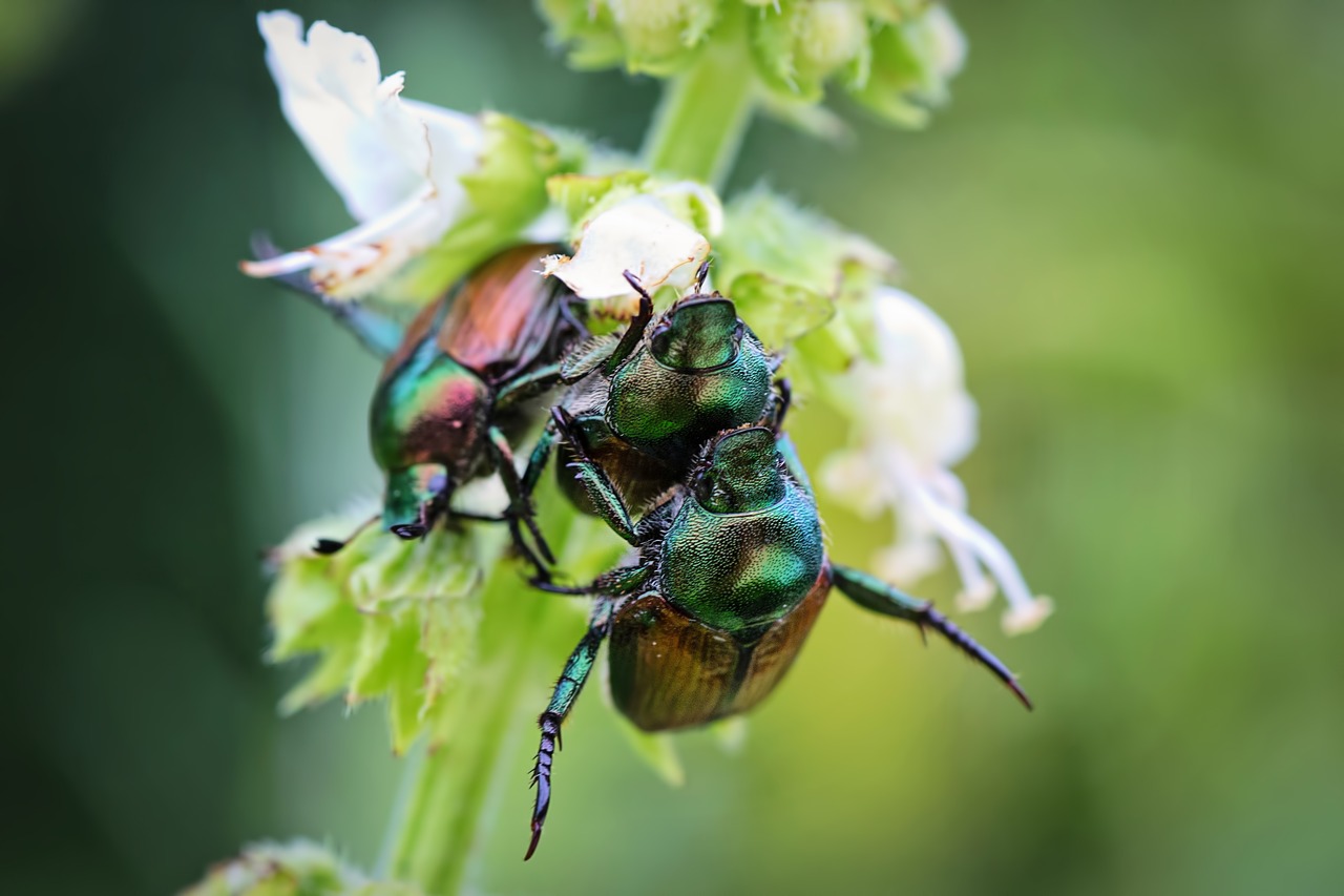 june bugs  insects  bugs free photo