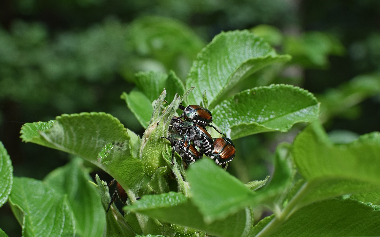 june bugs on rosebuds insect pest free photo