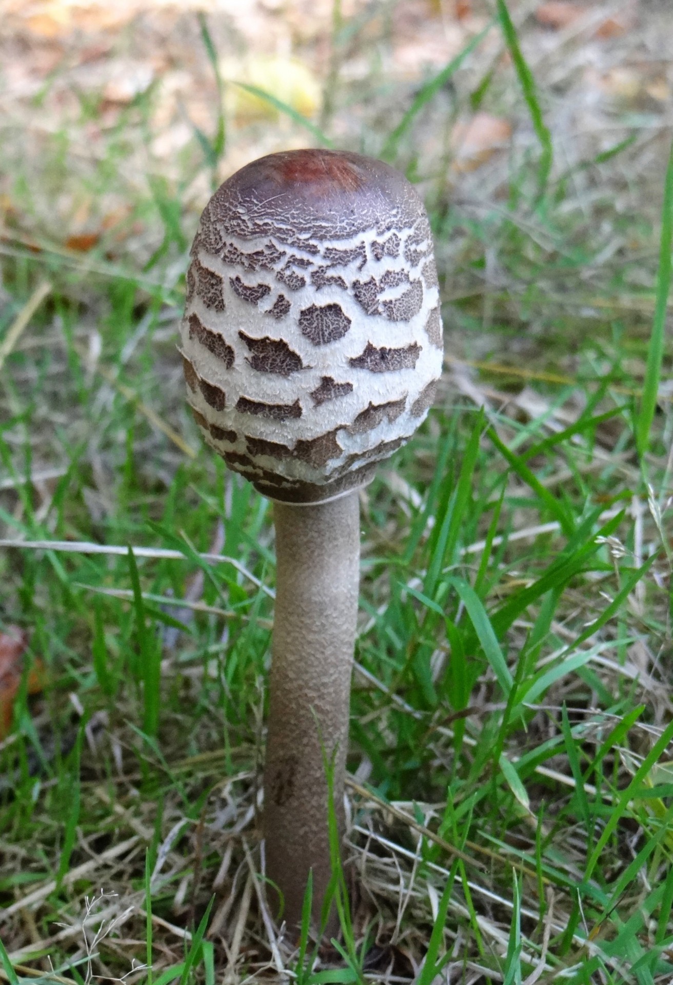 autumn mushroom forest free photo