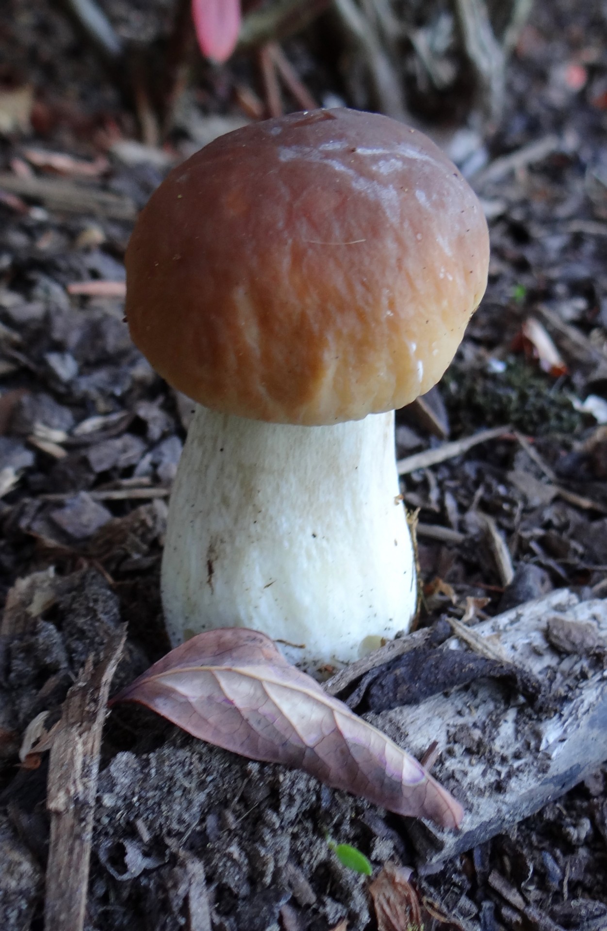 forest autumn mushrooms free photo