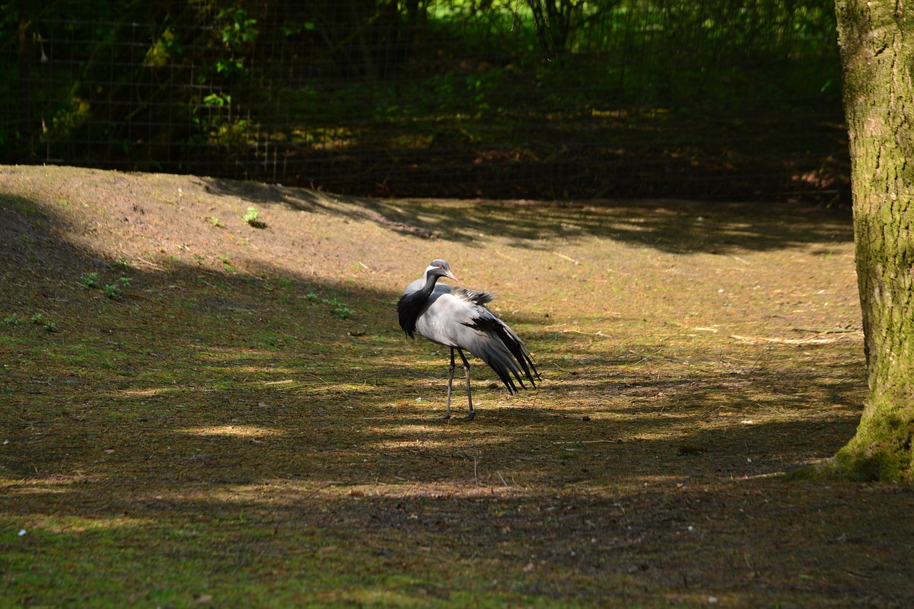 jungfernkraniche bird bill free photo