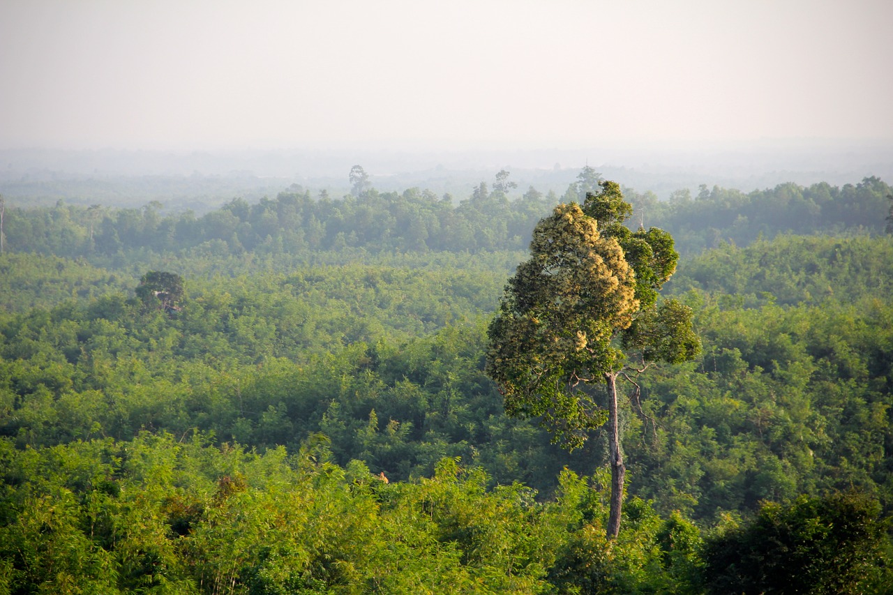 jungle myanmar forest free photo