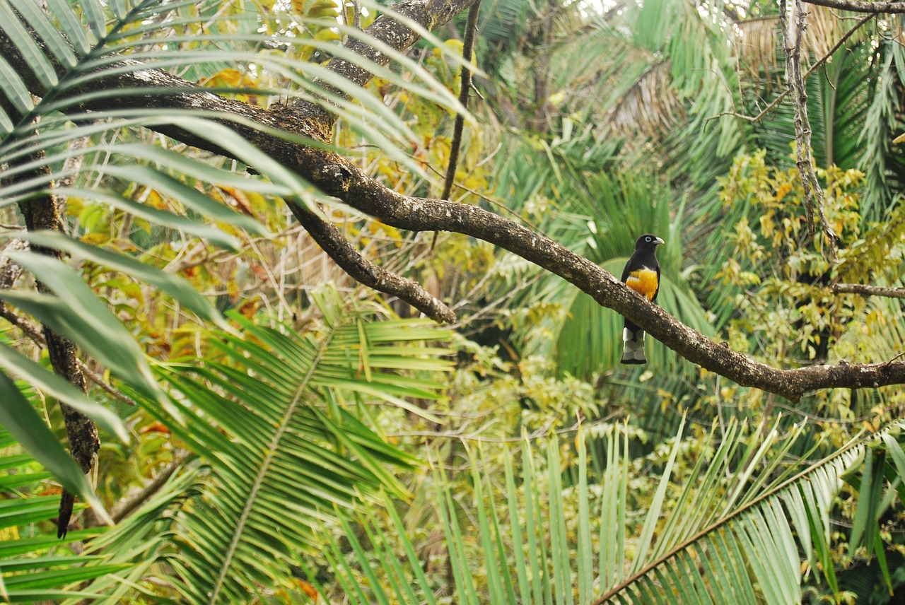 jungle bird branch free photo