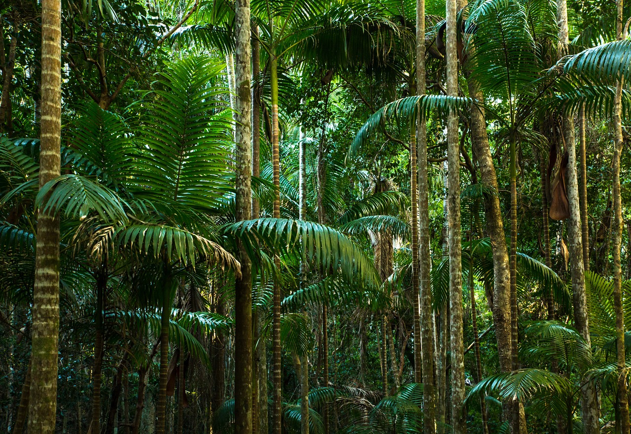 jungle rainforest lines free photo