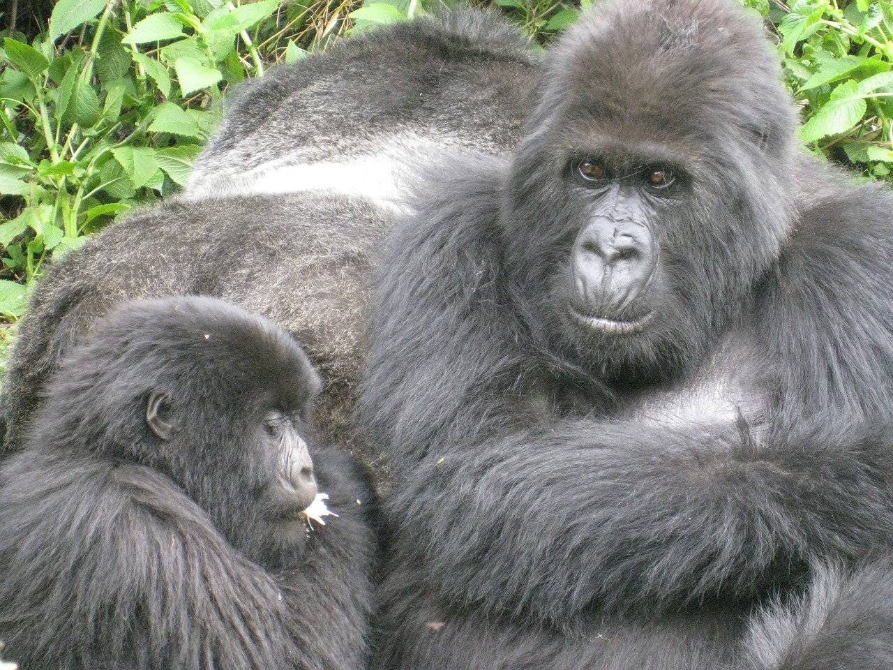 jungle gorilla endangered free photo