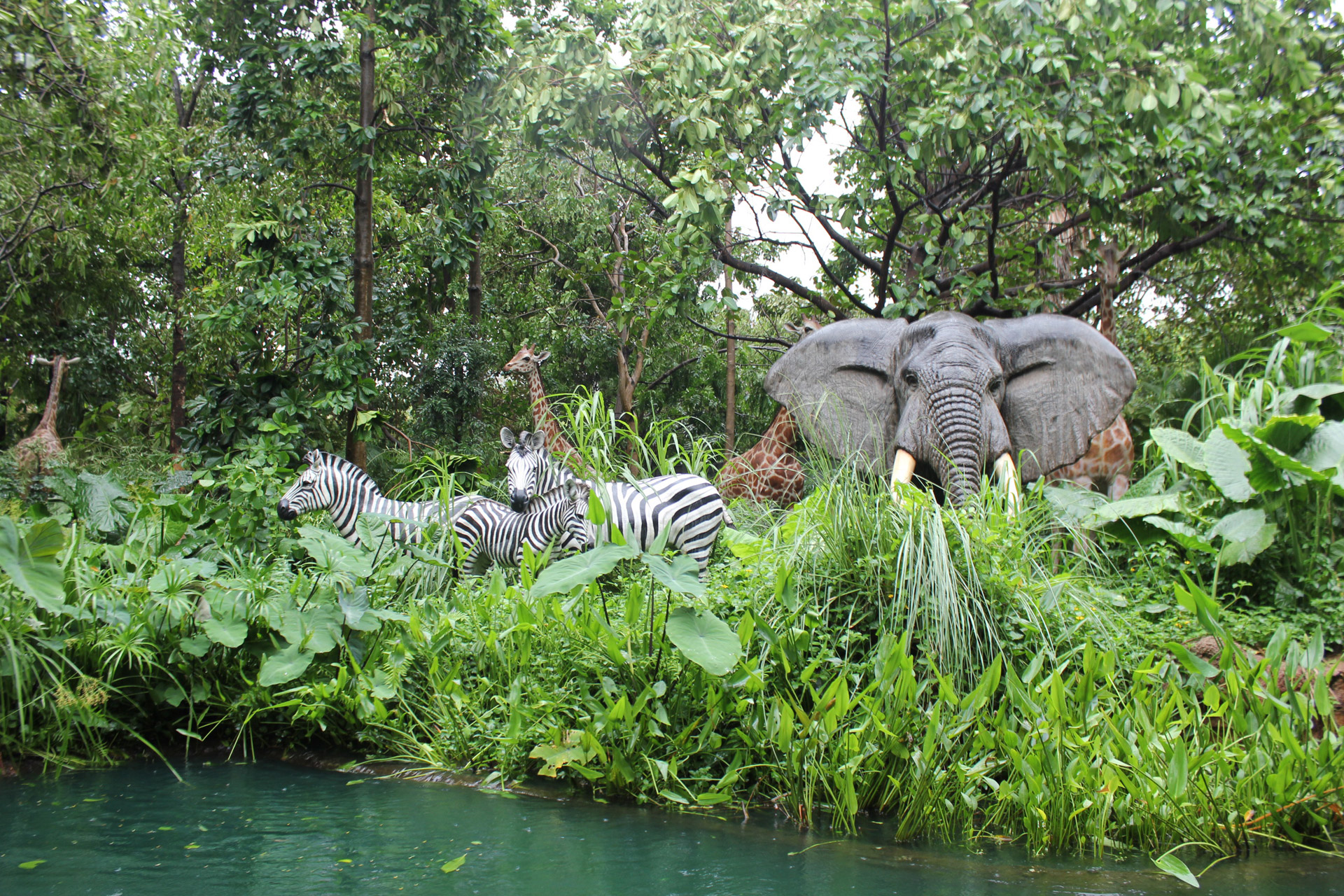 jungle animals zebra free photo