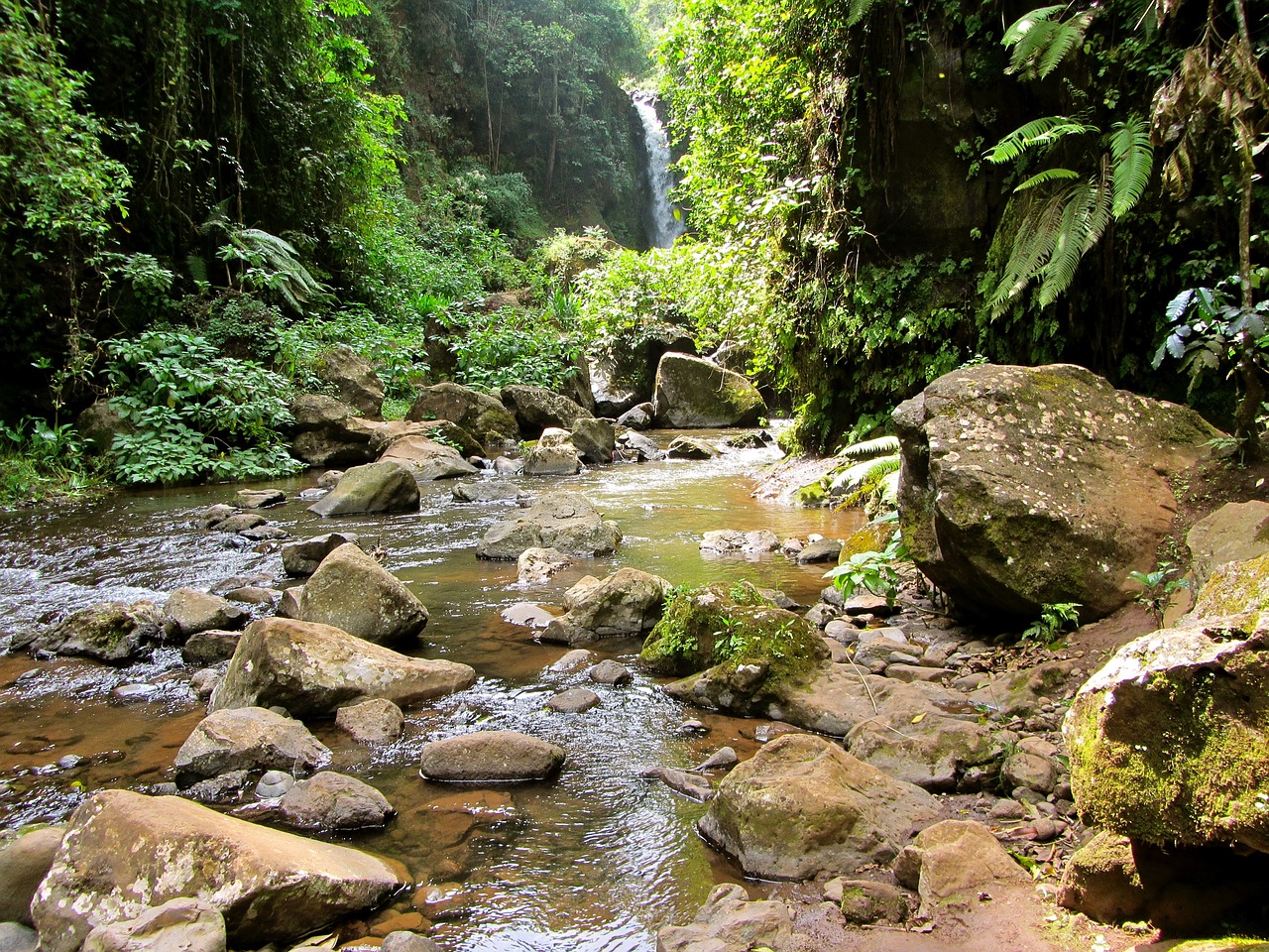 jungle water green free photo