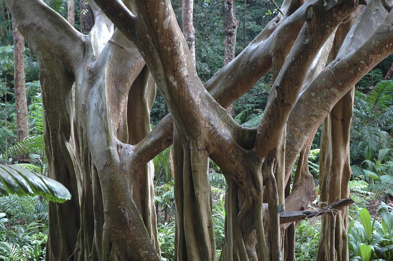 jungle trees barbados free photo
