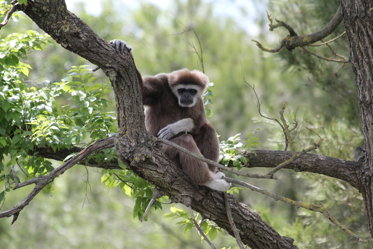 jungle tree monkey free photo