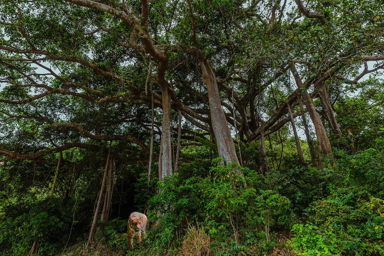 jungle green forest free photo