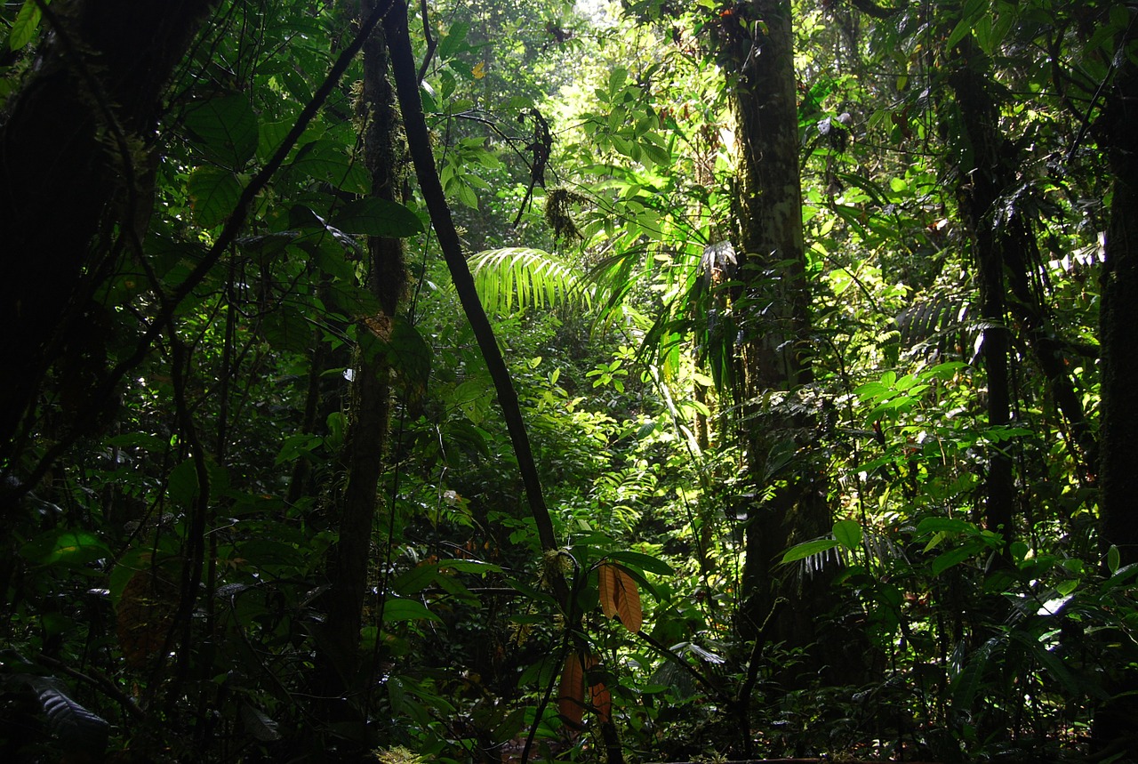 jungle ecuador nature free photo