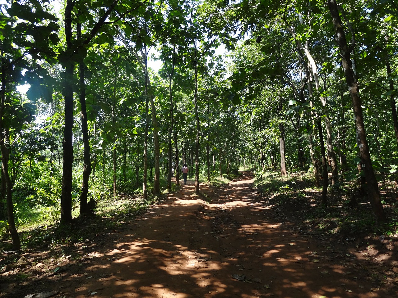 jungle road trees free photo