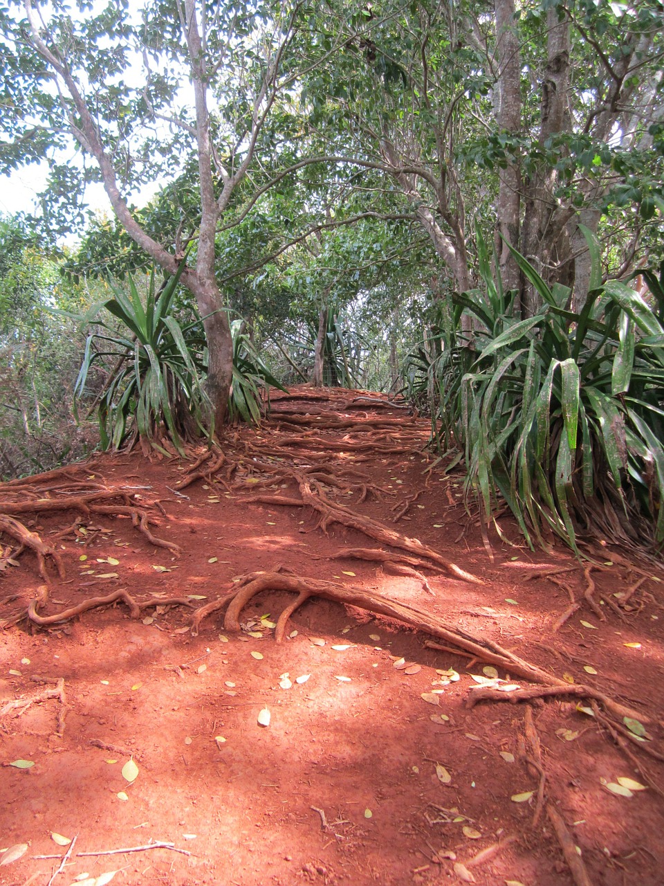 jungle earth tones red clay free photo