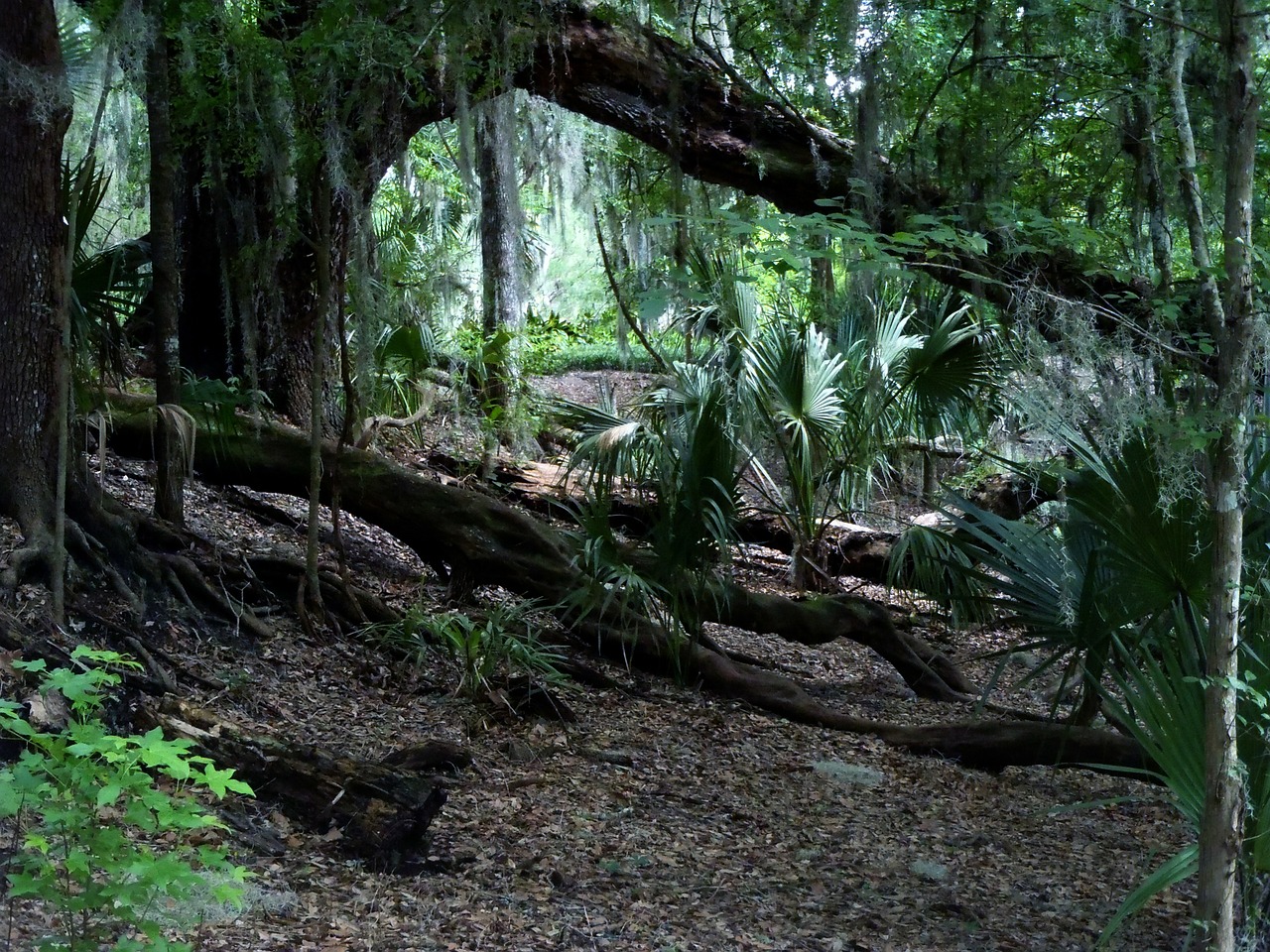 jungle botanical garden forest free photo