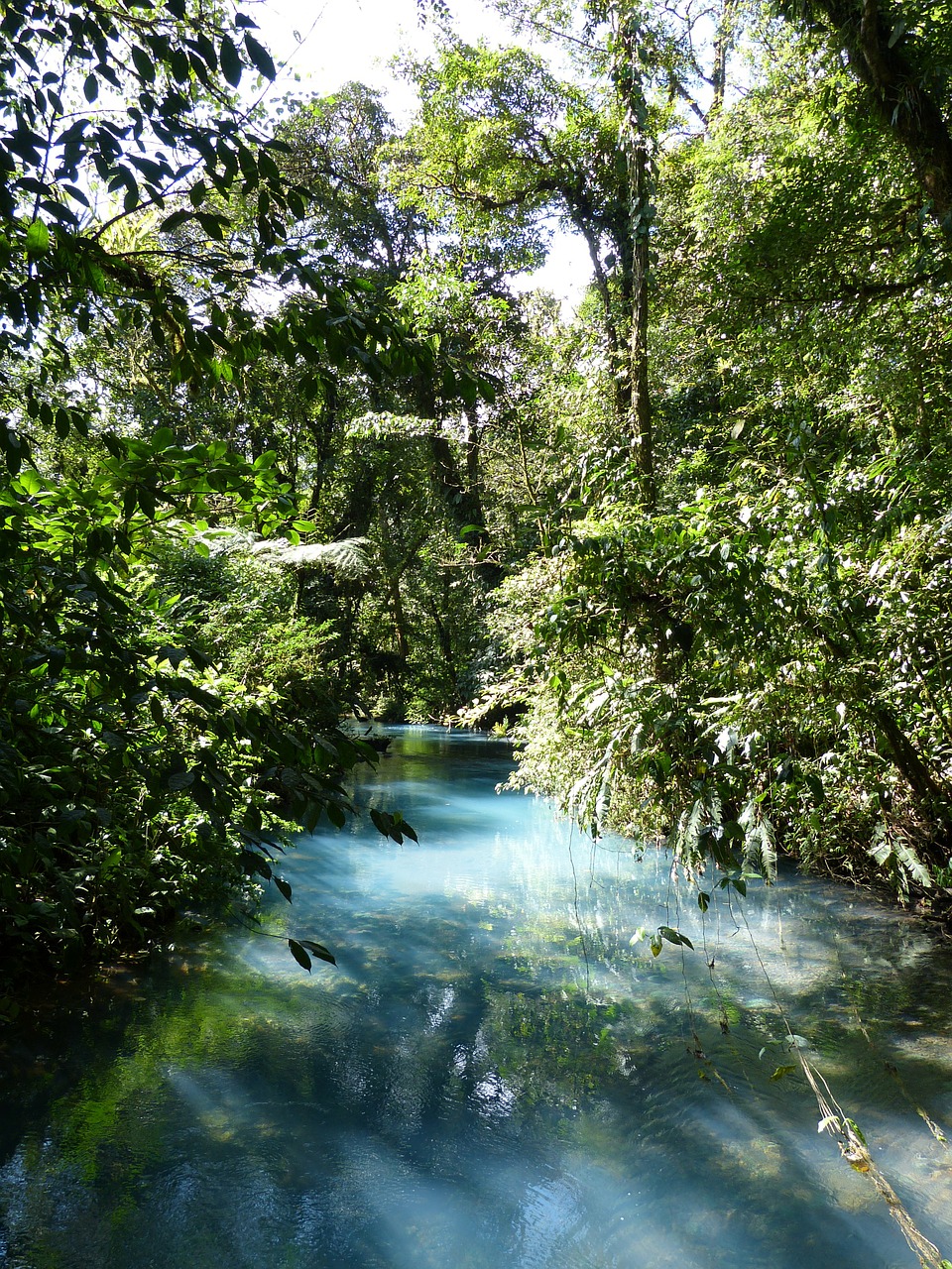 jungle tree central america free photo