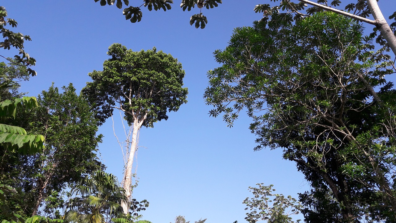 jungle tree trunk free photo