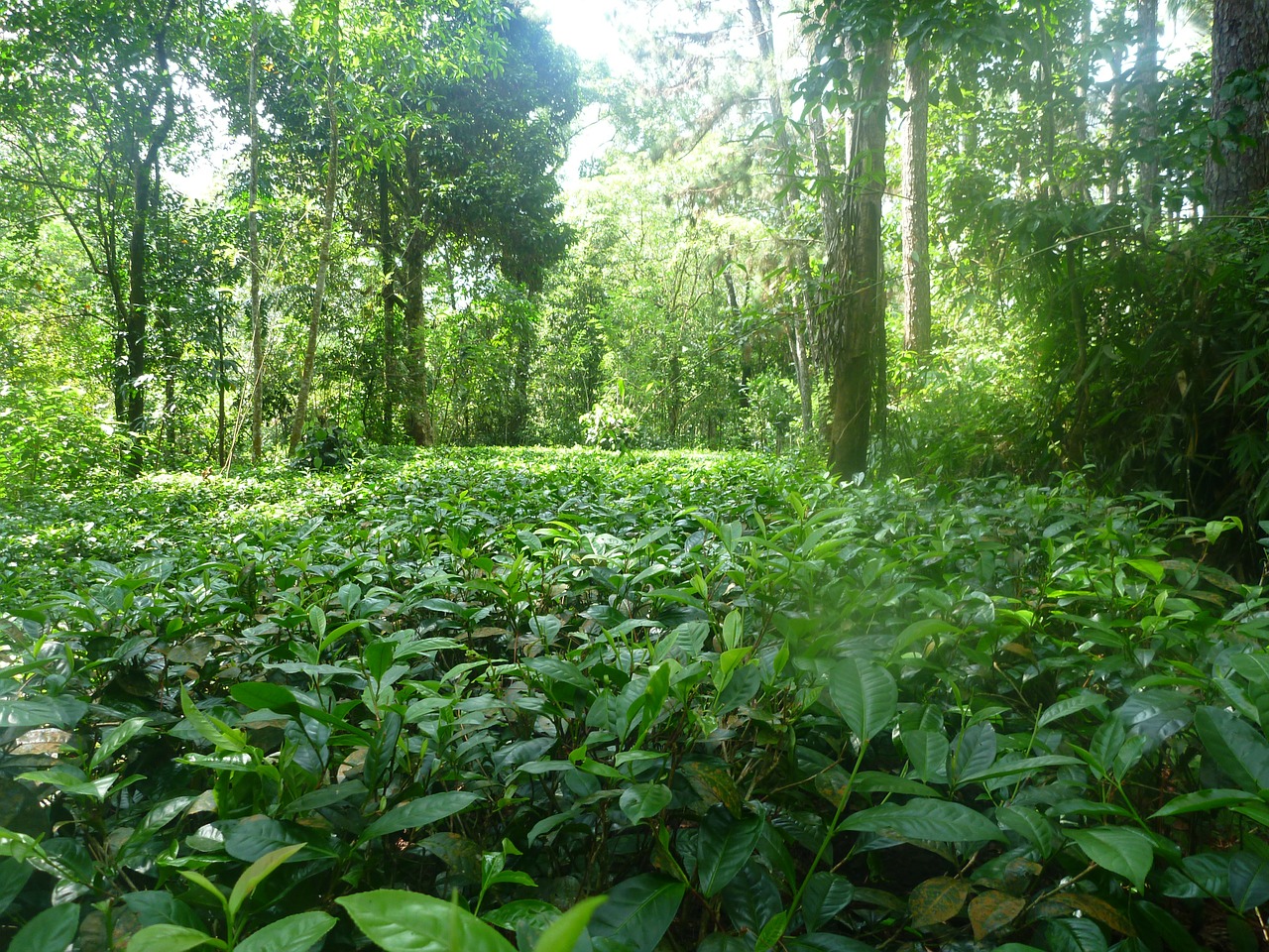 jungle nature tea free photo