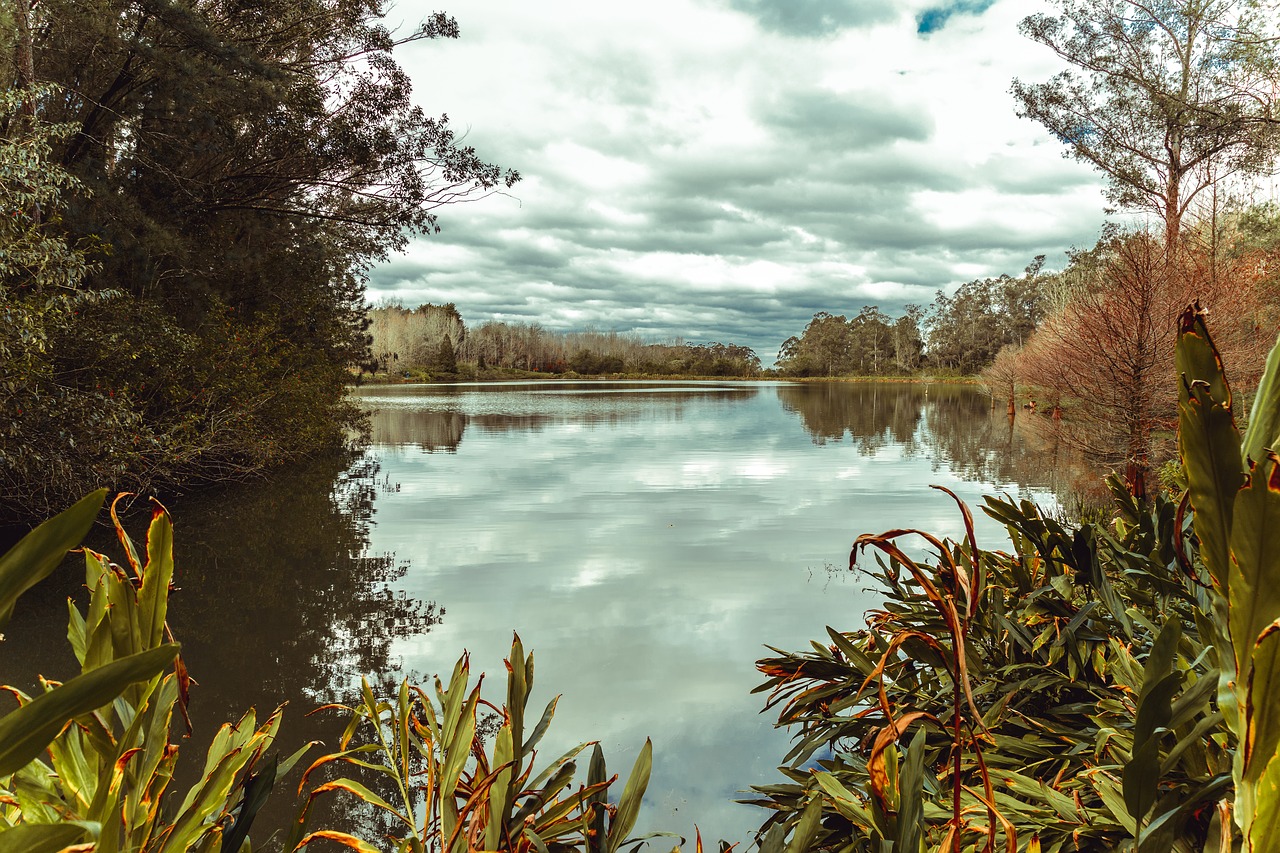 jungle  river  sky free photo