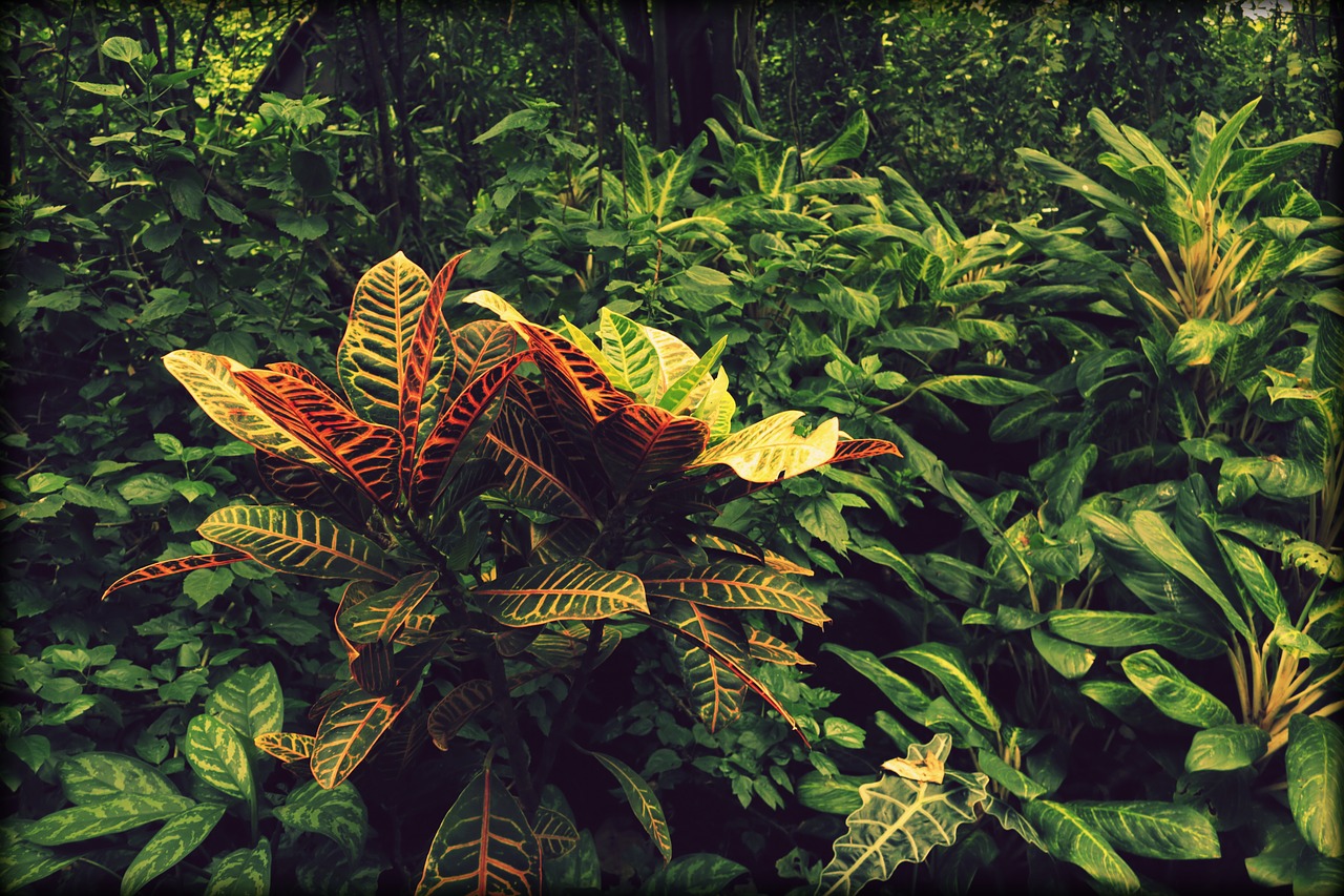 jungle  plant  green free photo