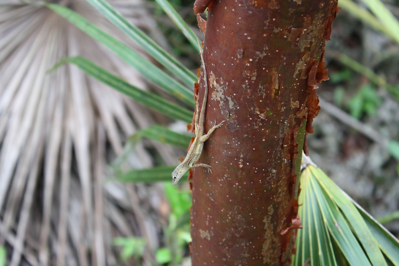 jungle  lizard  reptile free photo