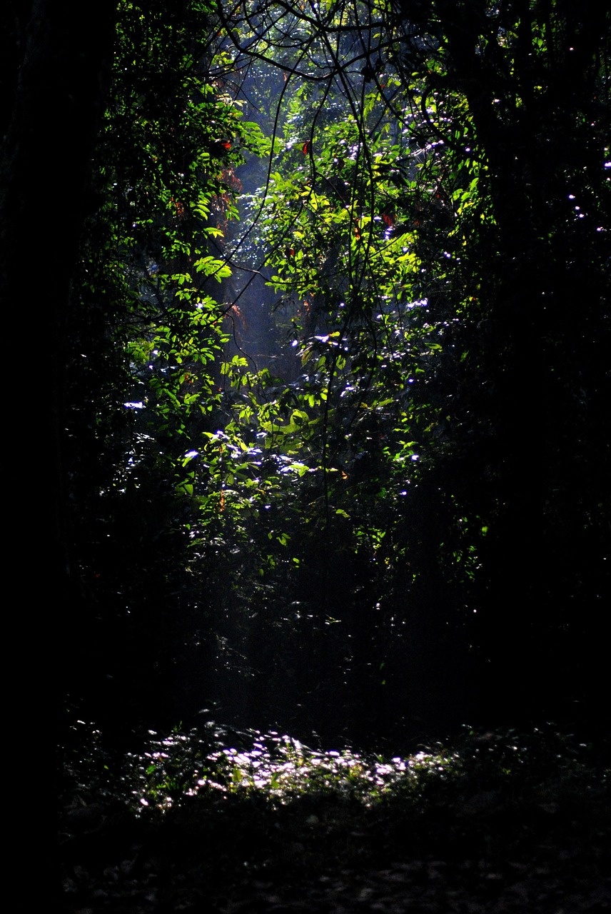 jungle gorumara forest free photo