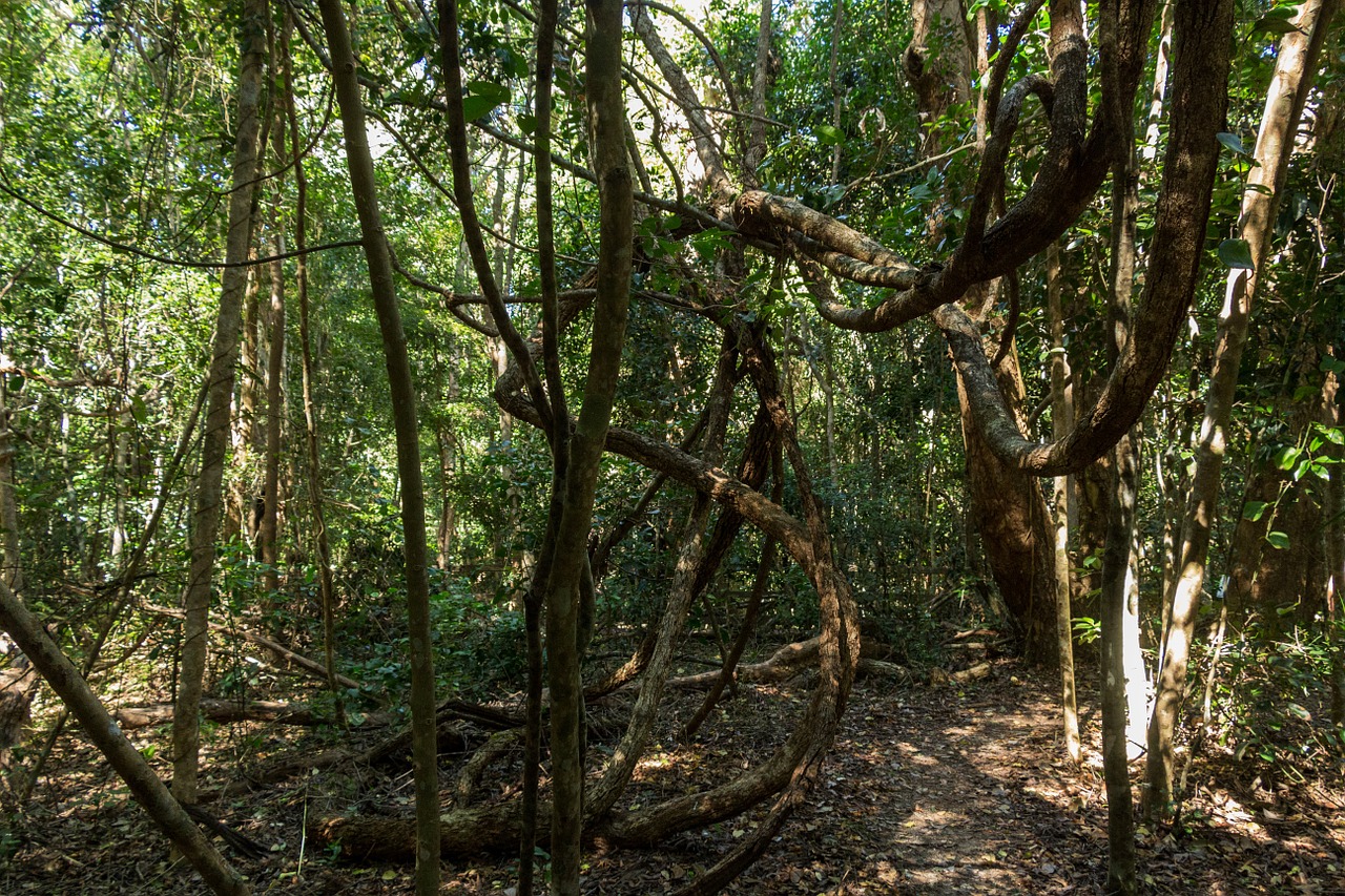 jungle forest path free photo