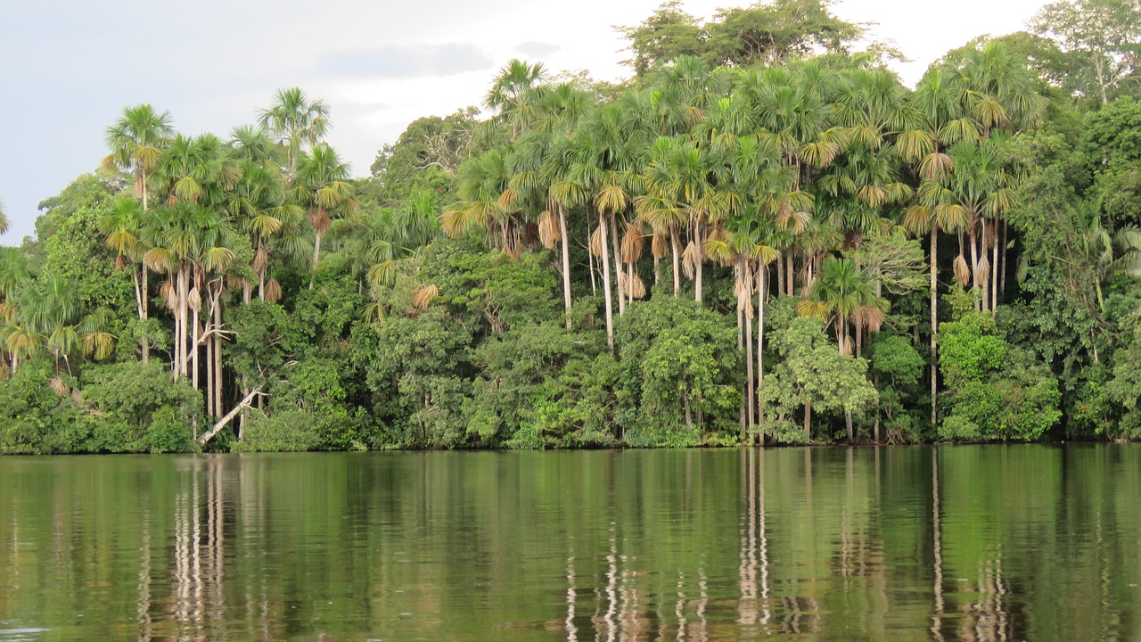 jungle  palms  aguaje free photo