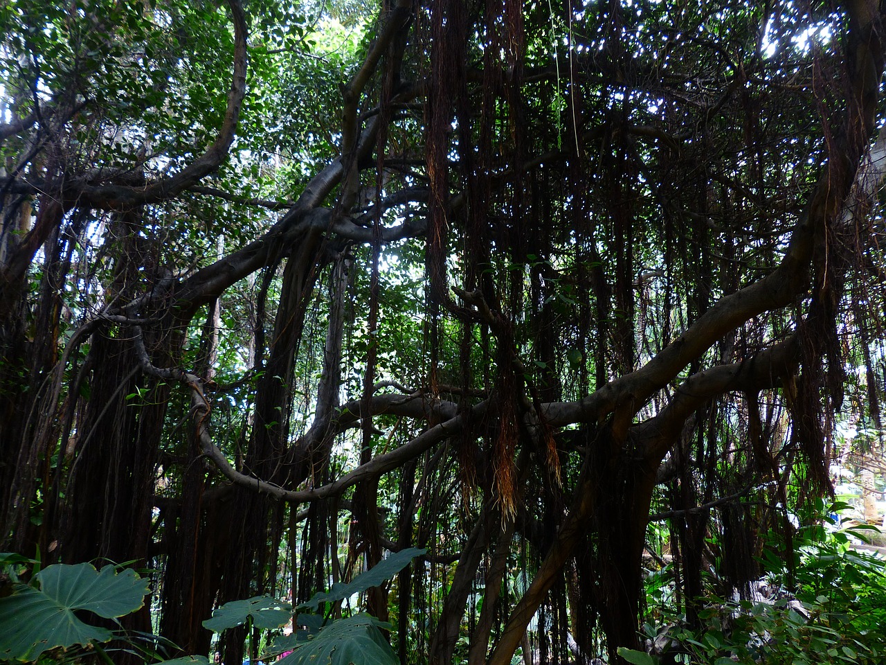 jungle lianas trees free photo