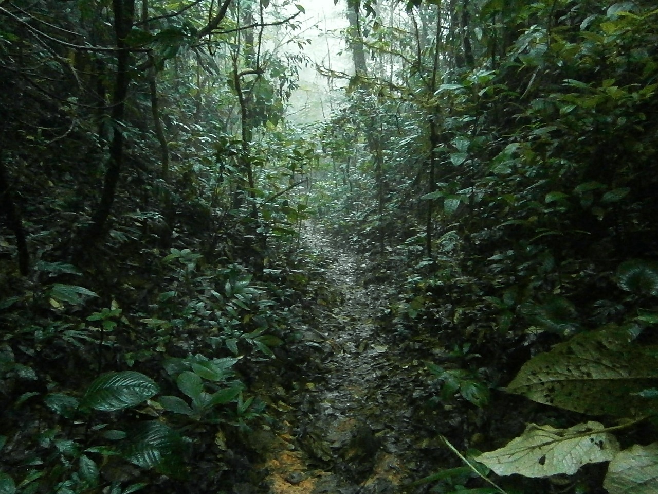 jungle rain tropical free photo