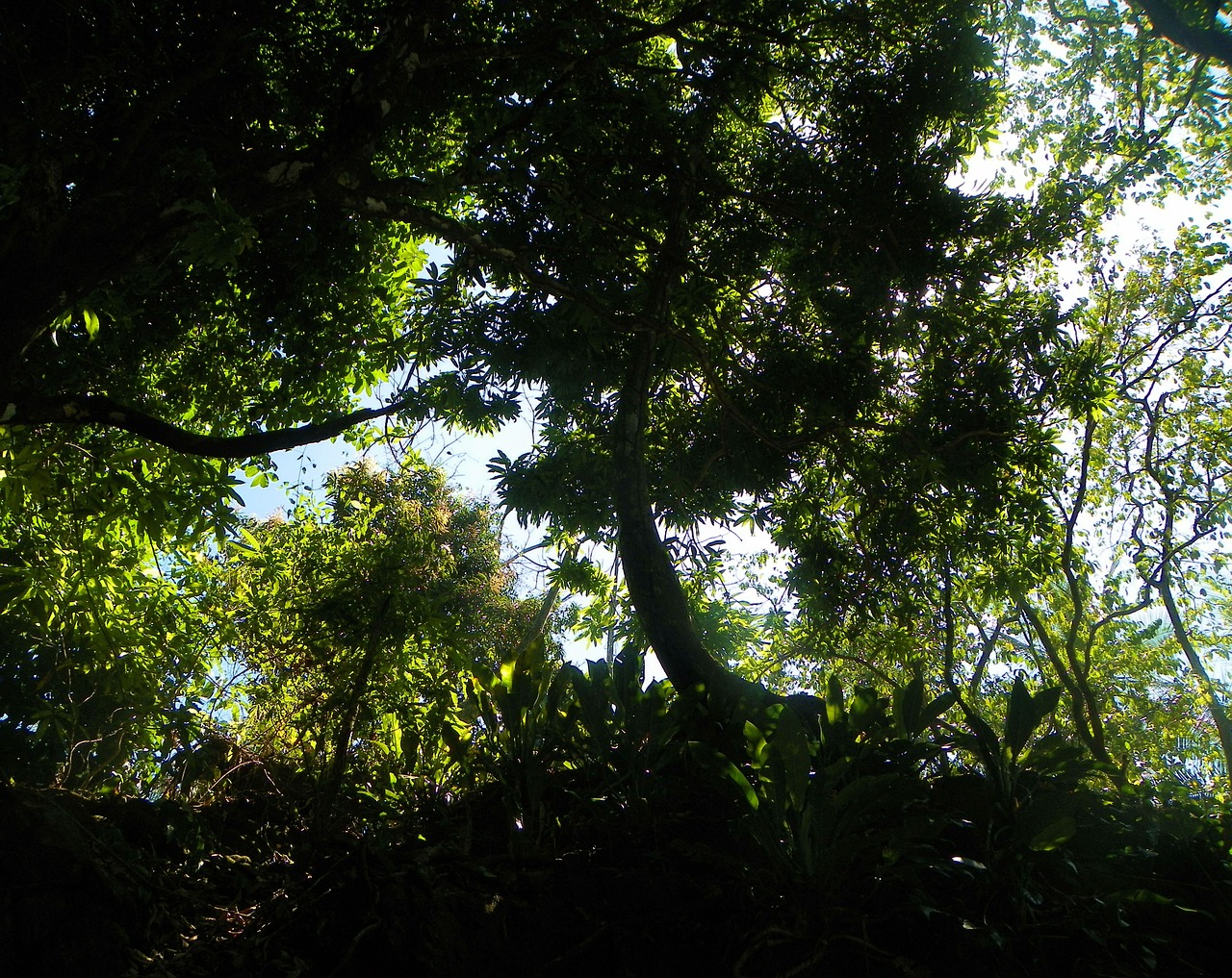 jungle hiking rainforest free photo