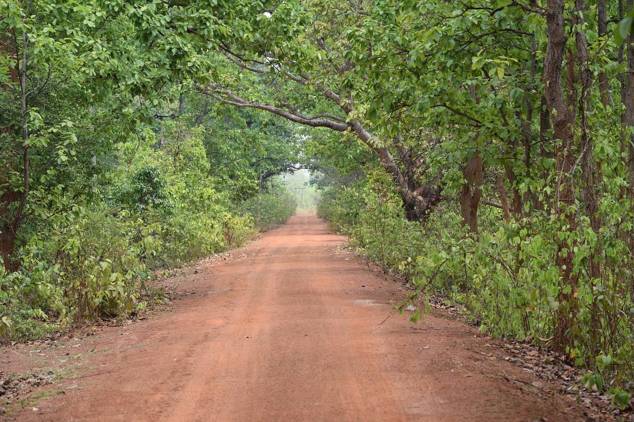 jungle  bengal  nature free photo