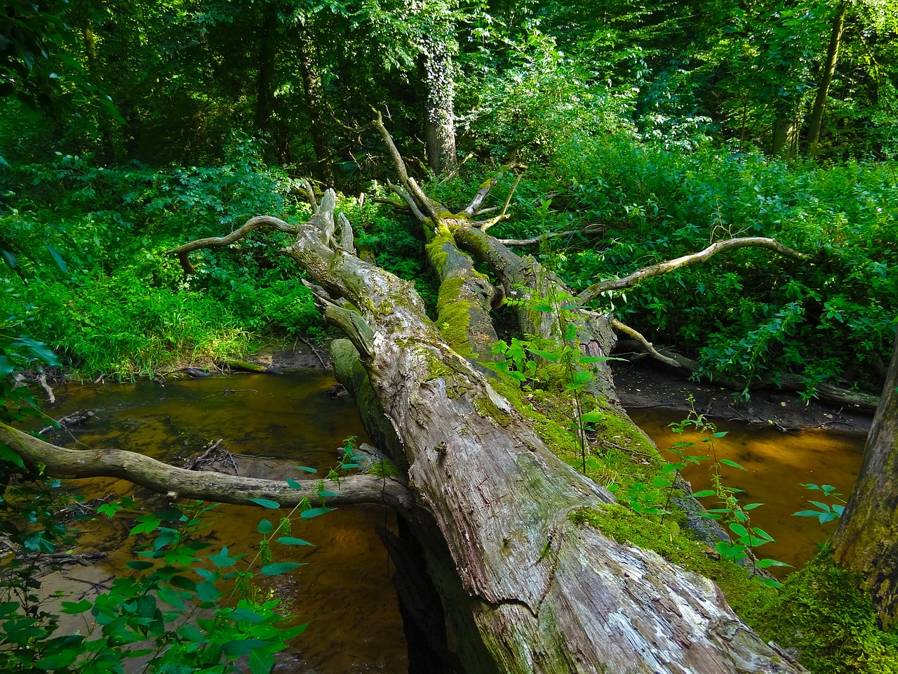 jungle tree river free photo