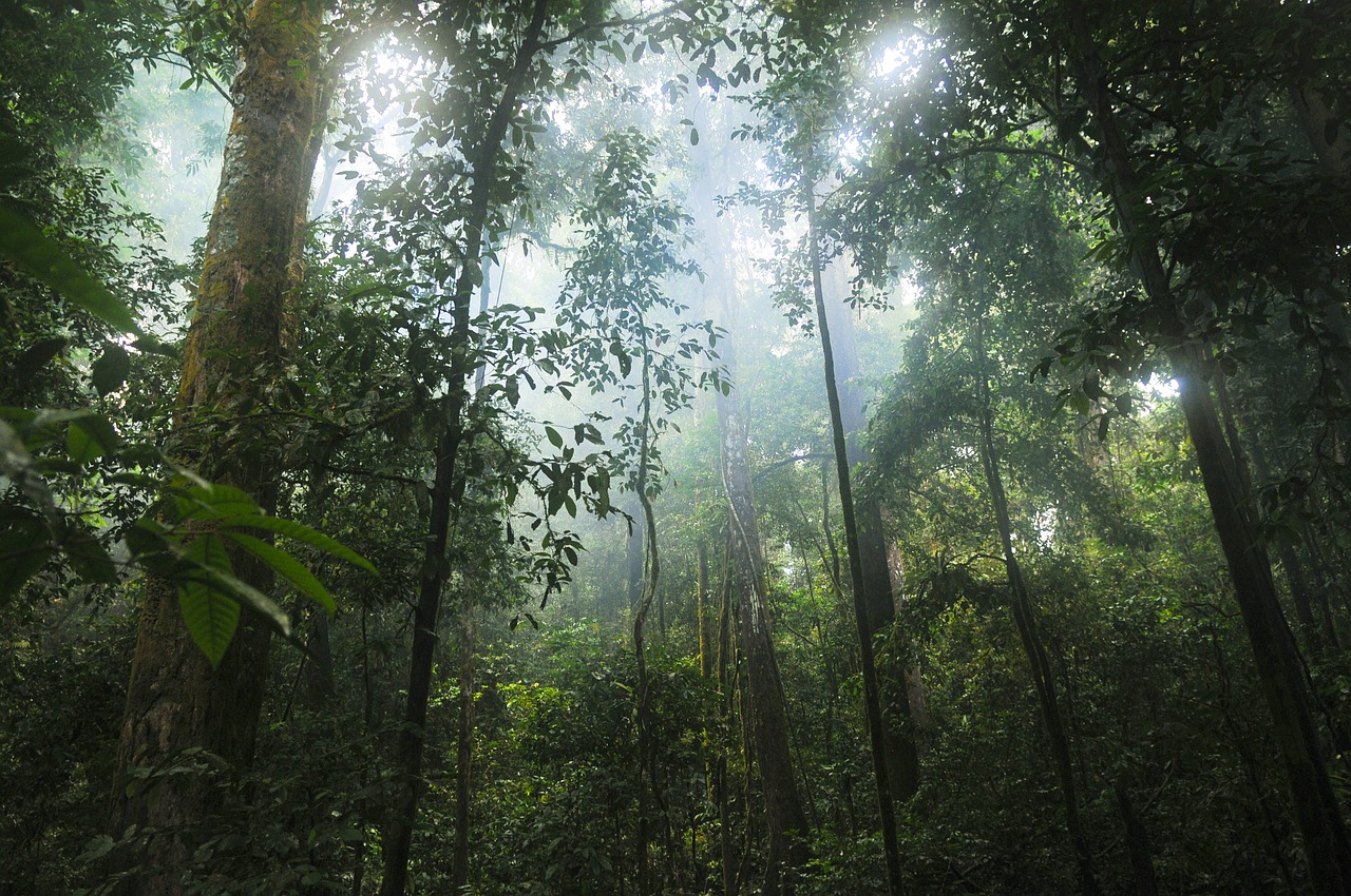 jungle forest trees free photo