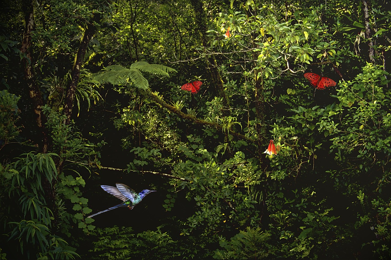 jungle kolibrie fern free photo