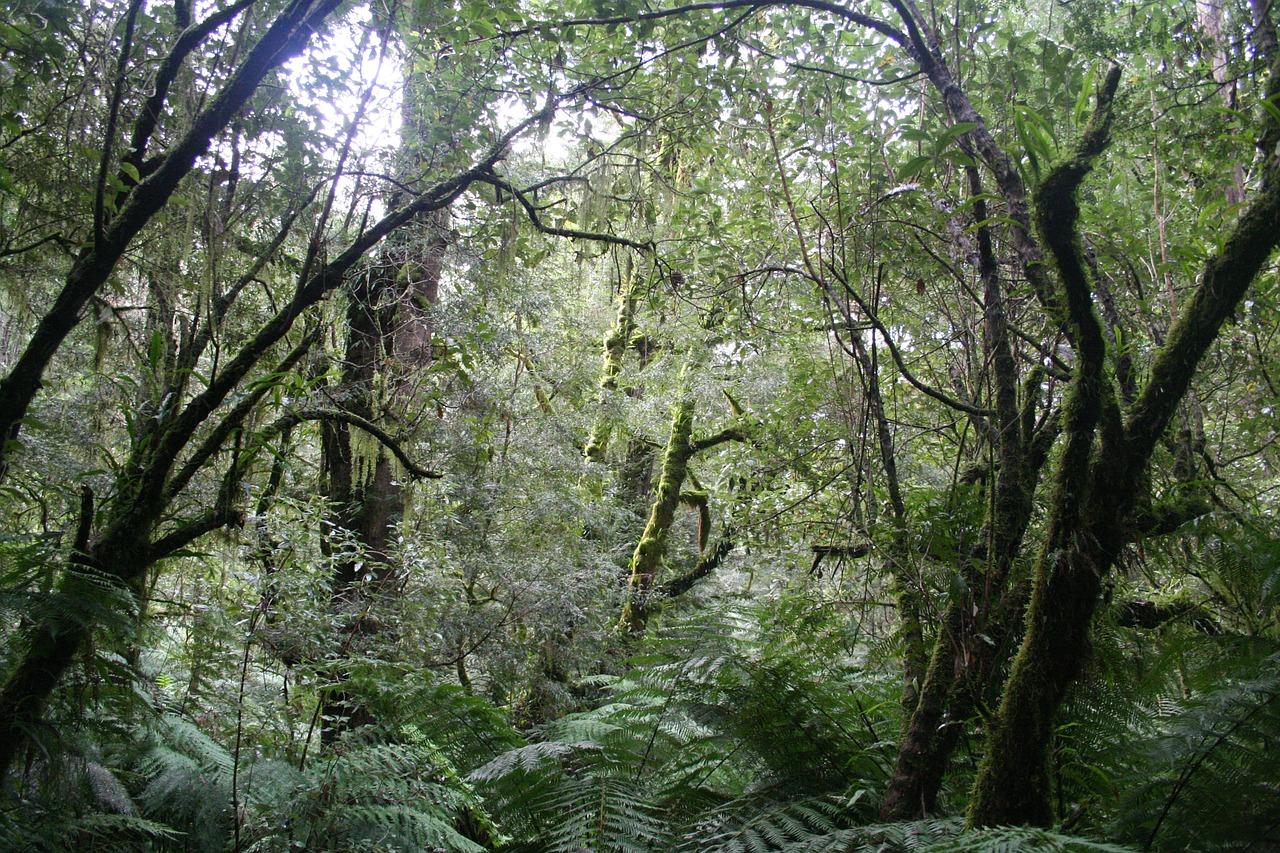 jungle rainforest national park free photo