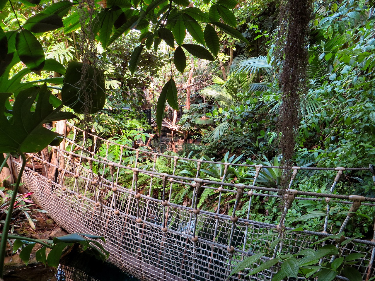 jungle suspension bridge plant free photo