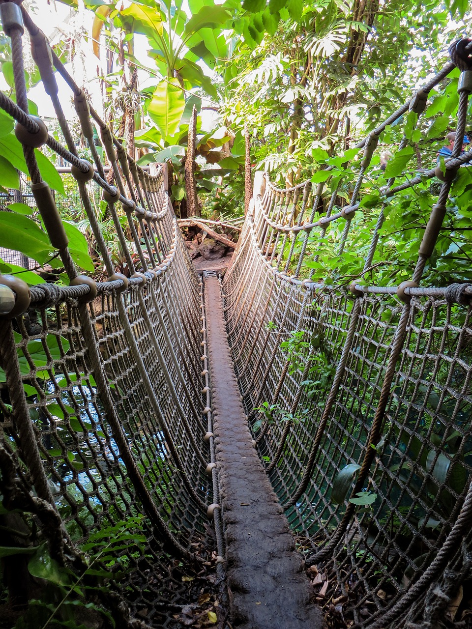 jungle suspension bridge abyss free photo