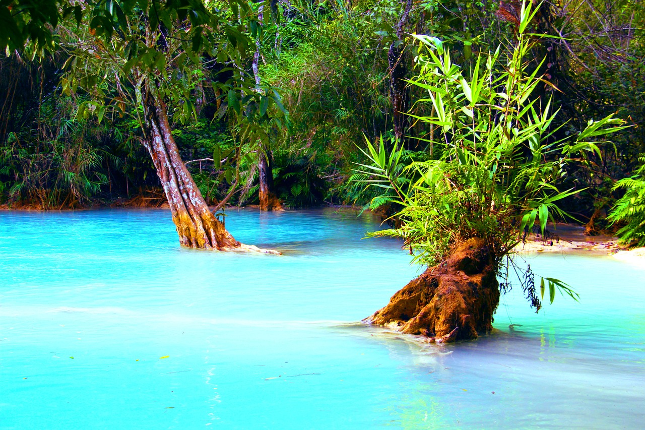 jungle lake swamp free photo